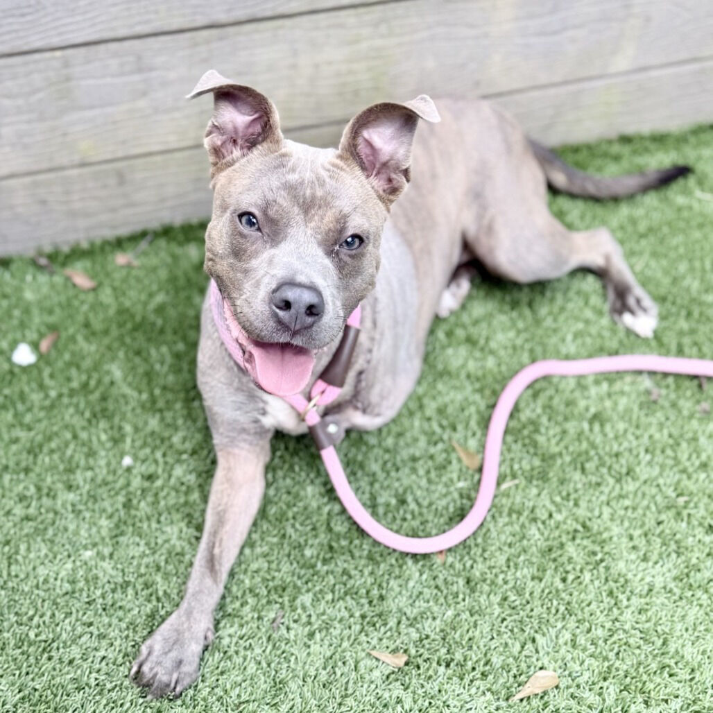 Three-legged dog marks milestone as Brandywine Valley SPCA's 300,000th relocated shelter animal